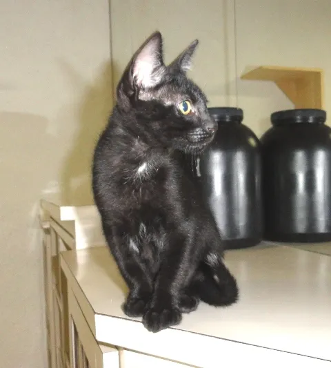 Gato ra a SRD idade 2 a 6 meses nome Luizinho