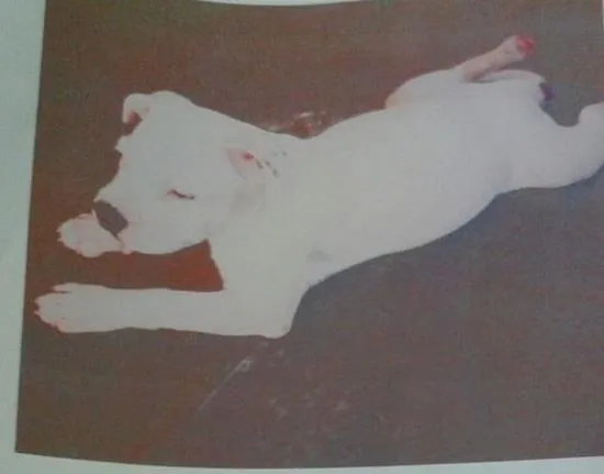 Cachorro ra a Pit-Bull idade 2 a 6 meses nome Rayka GRATIFICA