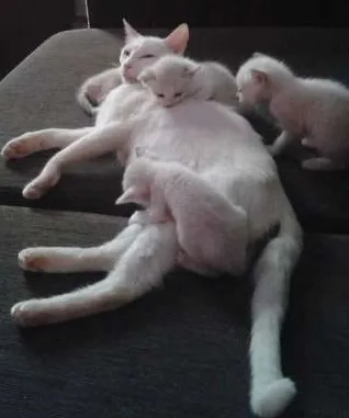 Gato ra a misturado idade 2 a 6 meses nome nenhum