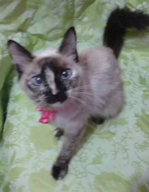 Gato raça indefinida idade 1 ano nome Linda