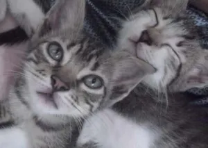Gato raça SRD idade Abaixo de 2 meses nome 4 Gatinhos