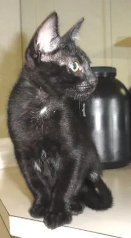 Gato raça SRD idade 2 a 6 meses nome Luizinho