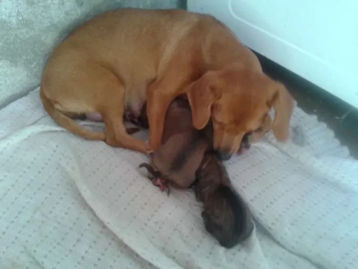 Cachorro ra a VIRA LATA idade Abaixo de 2 meses nome JOÃO,MARIA,MEL,2 FI