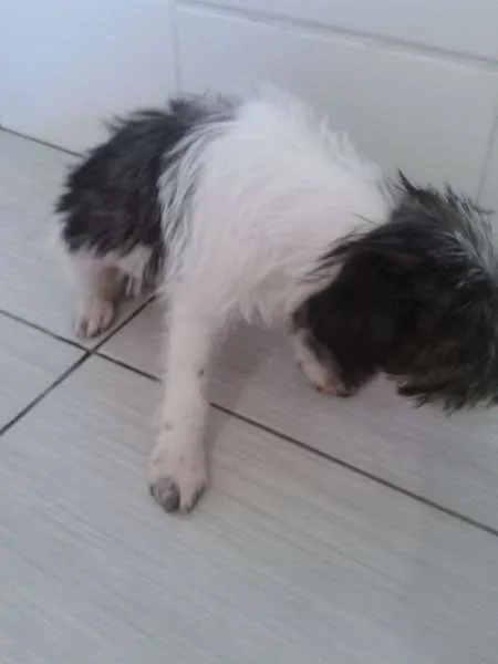 Cachorro ra a VIRA LATA idade Abaixo de 2 meses nome JOÃO,MARIA,MEL,2 FI