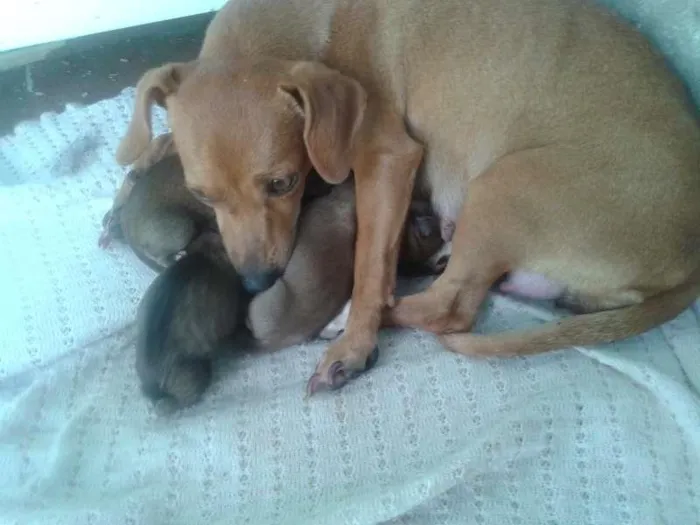 Cachorro ra a VIRA LATA idade Abaixo de 2 meses nome JOÃO,MARIA,MEL,2 FI