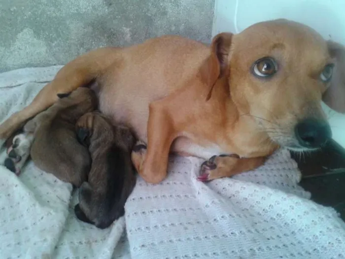 Cachorro ra a VIRA LATA idade Abaixo de 2 meses nome JOÃO,MARIA,MEL,2 FI