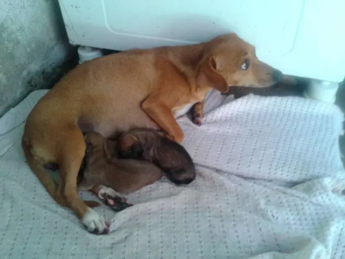 Cachorro ra a VIRA LATA idade Abaixo de 2 meses nome JOÃO,MARIA,MEL,2 FI
