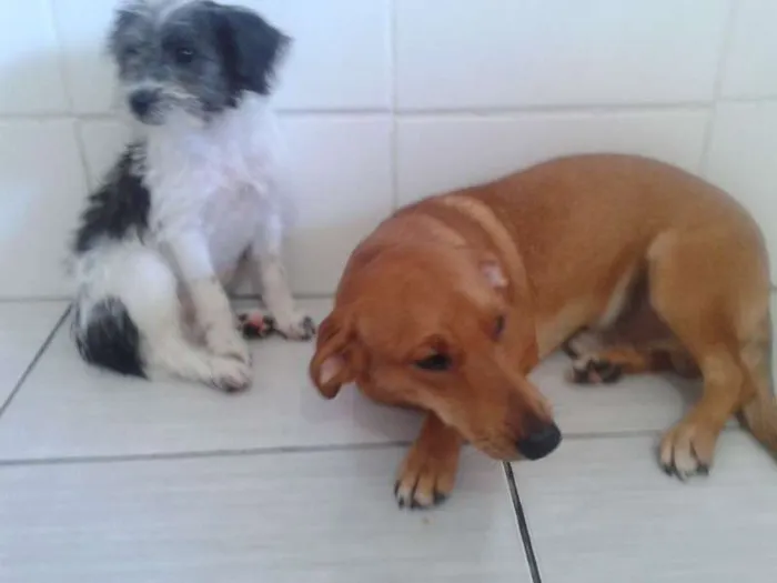 Cachorro ra a VIRA LATA idade Abaixo de 2 meses nome JOÃO,MARIA,MEL,2 FI
