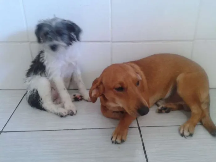 Cachorro ra a VIRA LATA idade Abaixo de 2 meses nome JOÃO,MARIA,MEL,2 FI