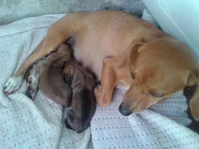 Cachorro ra a VIRA LATA idade Abaixo de 2 meses nome JOÃO,MARIA,MEL,2 FI