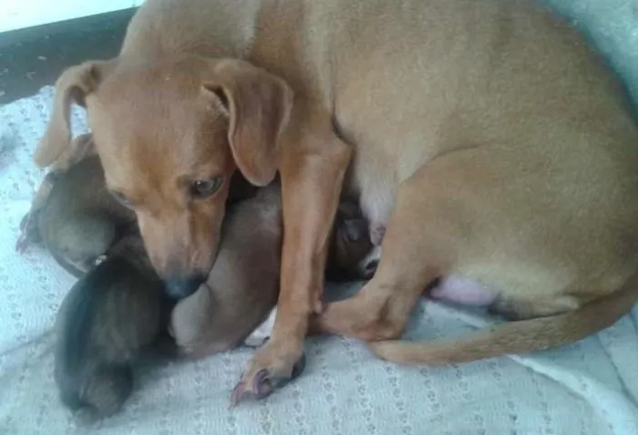 Cachorro ra a VIRA LATA idade Abaixo de 2 meses nome JOÃO,MARIA,MEL,2 FI