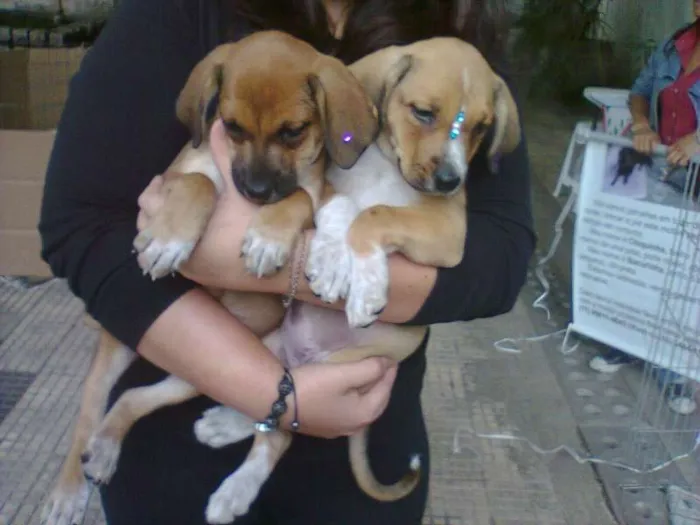 Cachorro ra a SRD idade 2 a 6 meses nome Filhotes