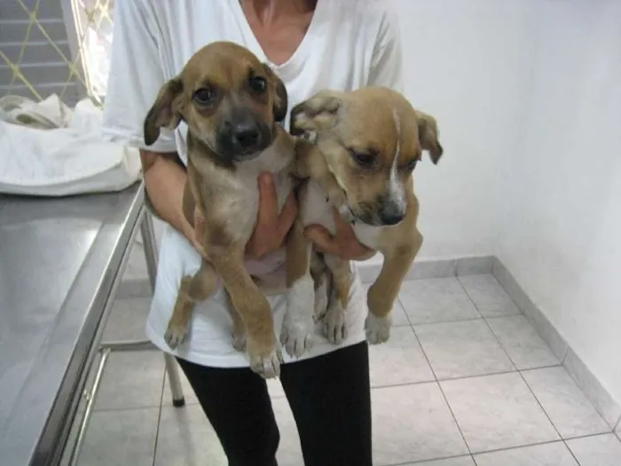 Cachorro ra a SRD idade 2 a 6 meses nome Filhotes