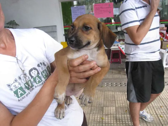 Cachorro ra a SRD idade 2 a 6 meses nome Filhotes