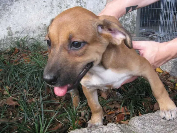 Cachorro ra a SRD idade 2 a 6 meses nome Filhotes