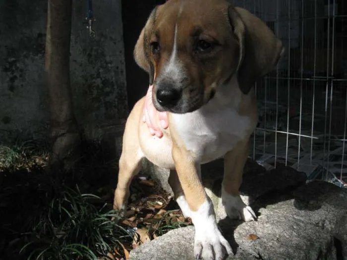 Cachorro ra a SRD idade 2 a 6 meses nome Filhotes