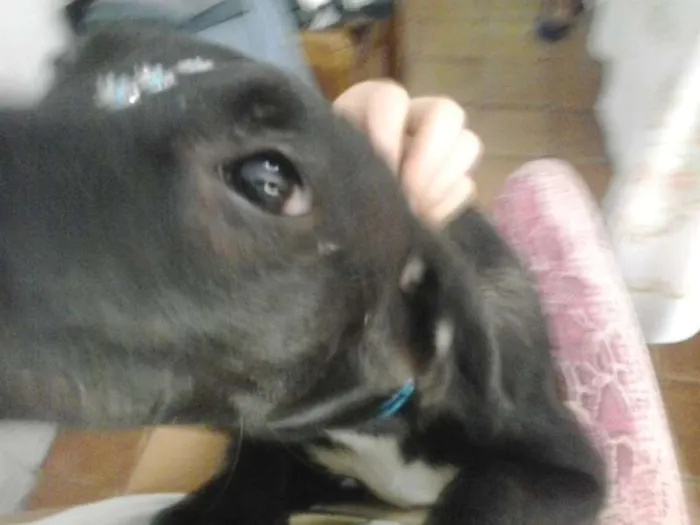 Cachorro ra a SRD idade 1 ano nome Amora