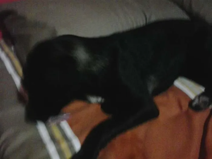 Cachorro ra a SRD idade 1 ano nome Amora