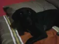 Amora