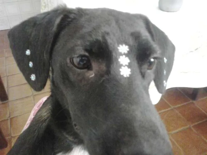 Cachorro ra a SRD idade 1 ano nome Amora