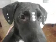 Amora
