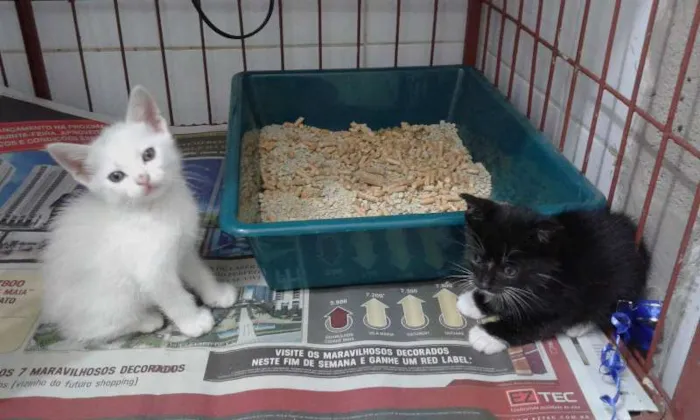 Gato ra a SRD idade Abaixo de 2 meses nome ROMEU E ZEUS