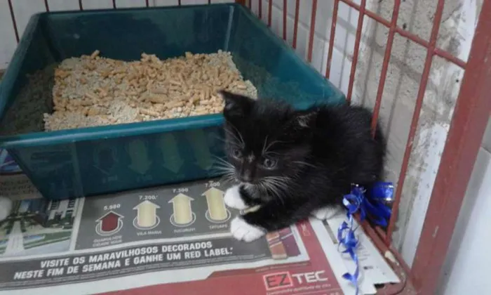 Gato ra a SRD idade Abaixo de 2 meses nome ROMEU E ZEUS