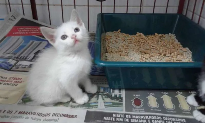Gato ra a SRD idade Abaixo de 2 meses nome ROMEU E ZEUS