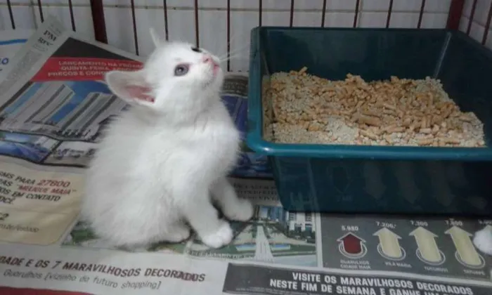 Gato ra a SRD idade Abaixo de 2 meses nome ROMEU E ZEUS