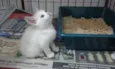 ROMEU E ZEUS