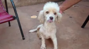 Cachorro raça Poodle Toy idade 2 anos nome não sei