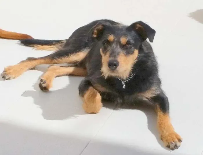 Cachorro ra a SRD idade 1 ano nome DIK