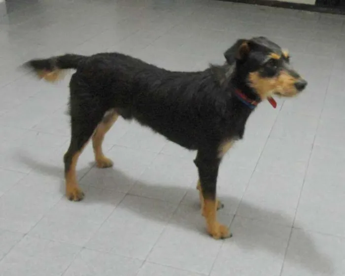 Cachorro ra a SRD idade 1 ano nome DIK