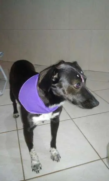 Cachorro ra a SRD idade 2 anos nome Pretinha