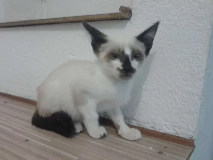 Gato ra a  idade  nome não tem