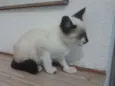 não tem
