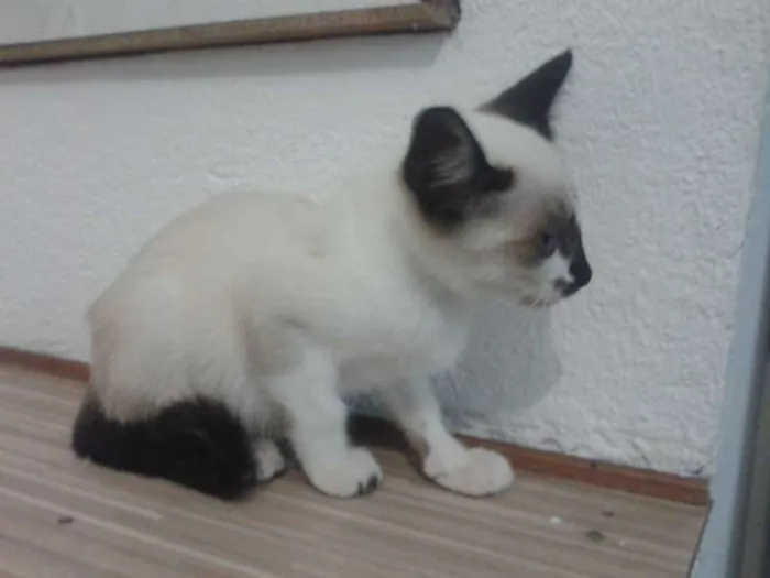 Gato ra a  idade  nome não tem