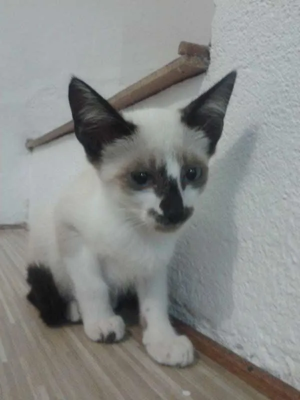 Gato ra a  idade  nome não tem