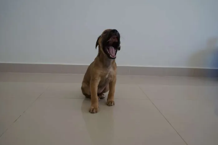 Cachorro ra a Vira-Lata idade Abaixo de 2 meses nome Bisteca