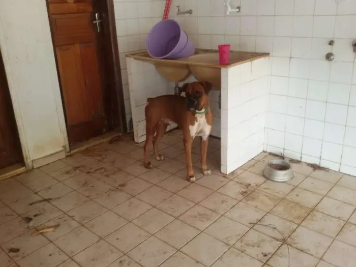 Cachorro raça Boxer idade 1 ano nome pity