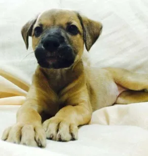 Cachorro raça Vira-Lata idade Abaixo de 2 meses nome Bisteca