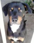Cachorro raça Rottweiler idade 3 anos nome Snow