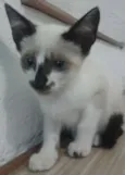 não tem