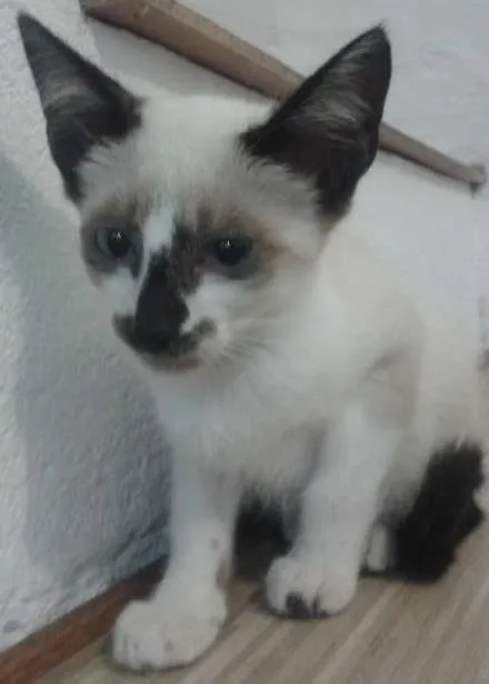 Gato ra a  idade  nome não tem