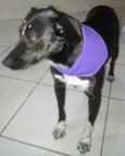 Pretinha