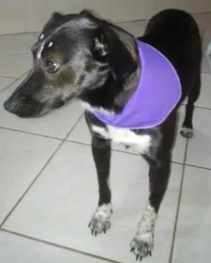 Cachorro raça SRD idade 2 anos nome Pretinha