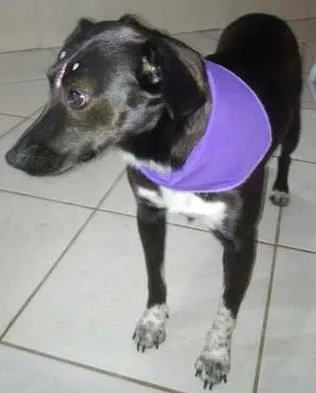 Cachorro ra a SRD idade 2 anos nome Pretinha