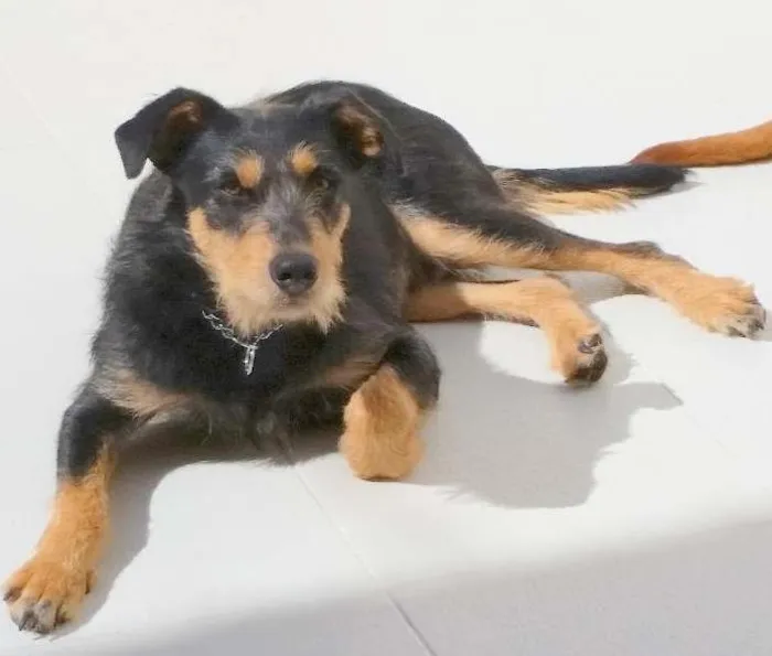 Cachorro ra a SRD idade 1 ano nome DIK