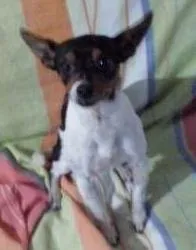 Cachorro raça Pinscher idade 1 ano nome Não Sei