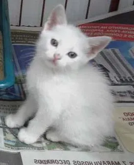 Gato ra a SRD idade Abaixo de 2 meses nome ROMEU E ZEUS